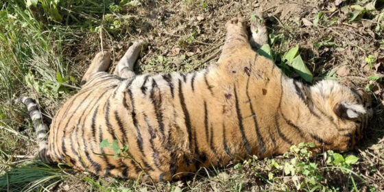 चितवनको हरियाली सामुदायिक वनमा बाघ मृत फेला
