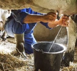 चितवनका किसानले पाएनन् दूधको २२ करोड भुक्तानी
